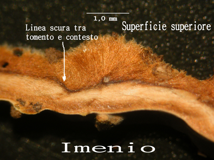 RitrovamentoAdel18.11.11sotto Quercia(Xylobolus subpileatus)